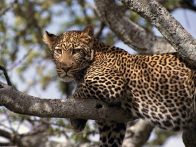 leopard-tanzania