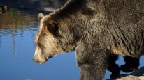 grizzly-bear-1248075_1280